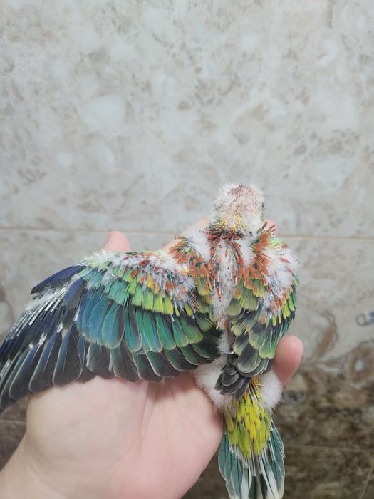 Продам молодых,певчих попугаев.Для ручного выкармливания кашей (самцы)