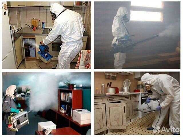 Блохи и клопы не дают спать Дизинфекция клопов в Алматы Дизенфекция