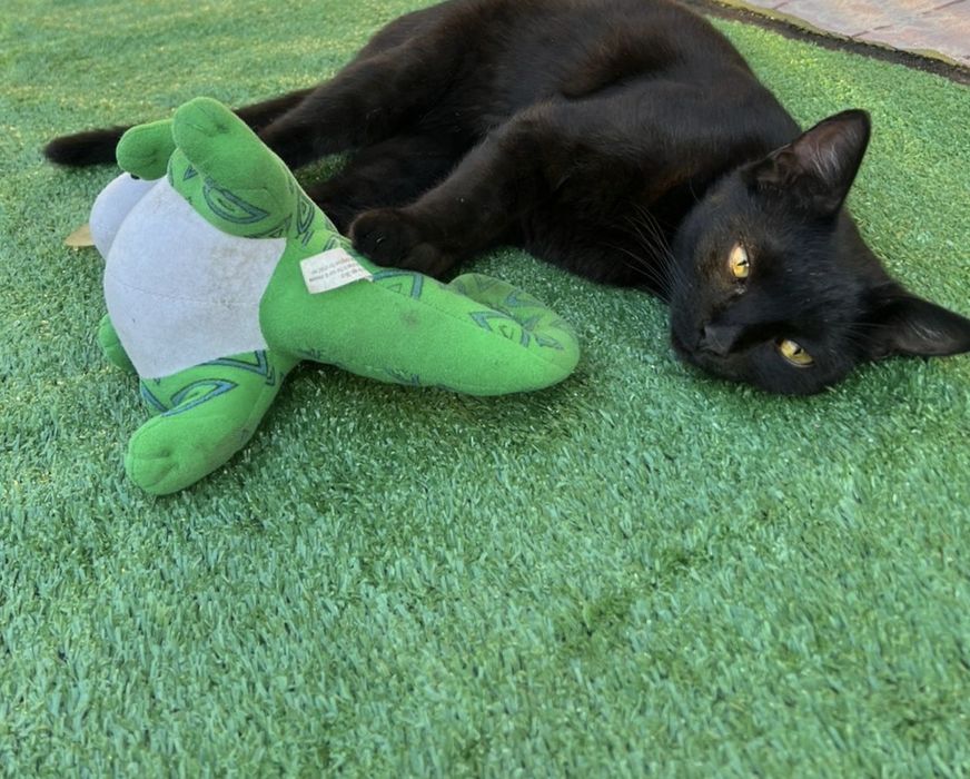 Одам кота в хорошие руки