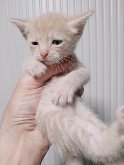 Котятки домашние в добрые руки