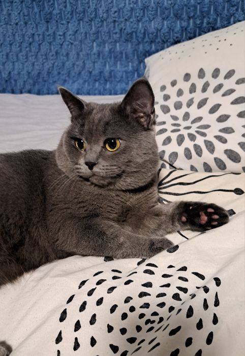 Ищу себе кошку для вязки