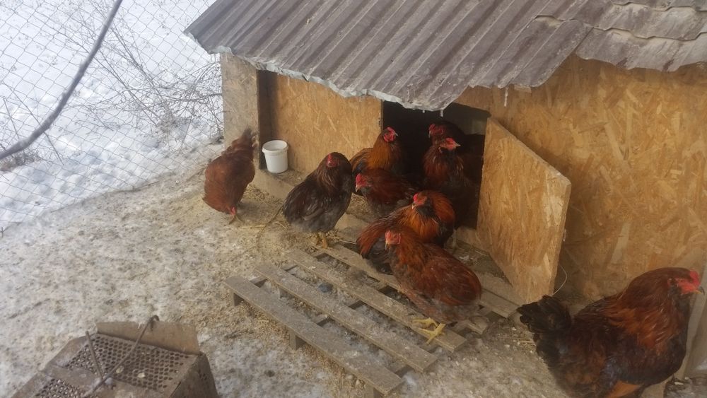 Vând cocoși Araucana