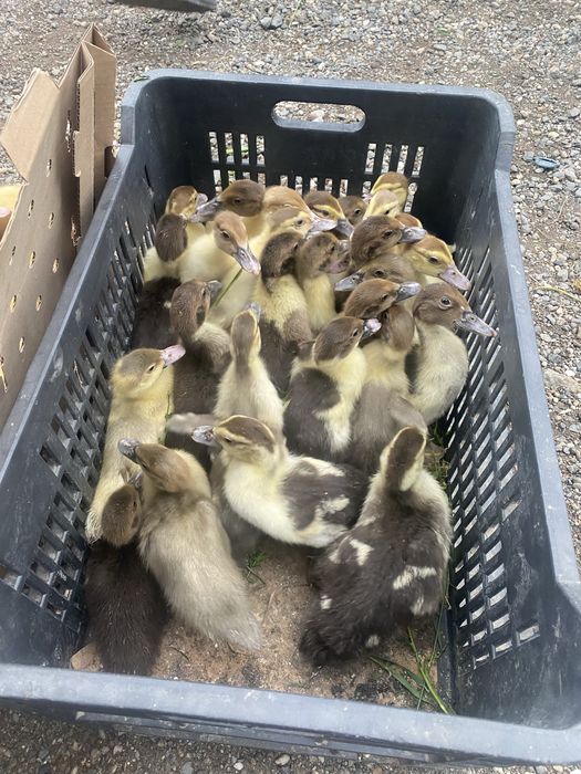Rate pekin de 12 zile