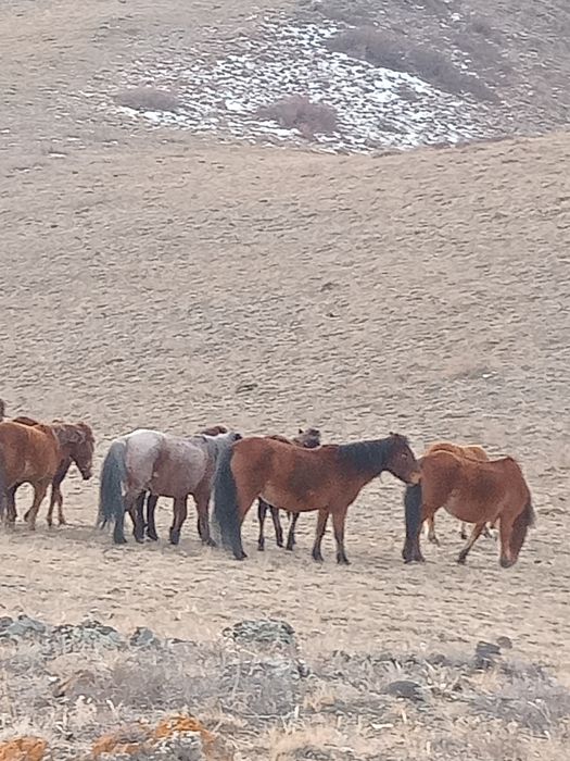 58 бас жылқы Тарбағатай ВКО Обмен не предлагать!