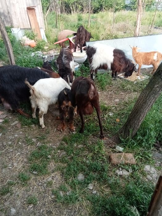 Vând sau schimb cu păsări sau cereale  baloți