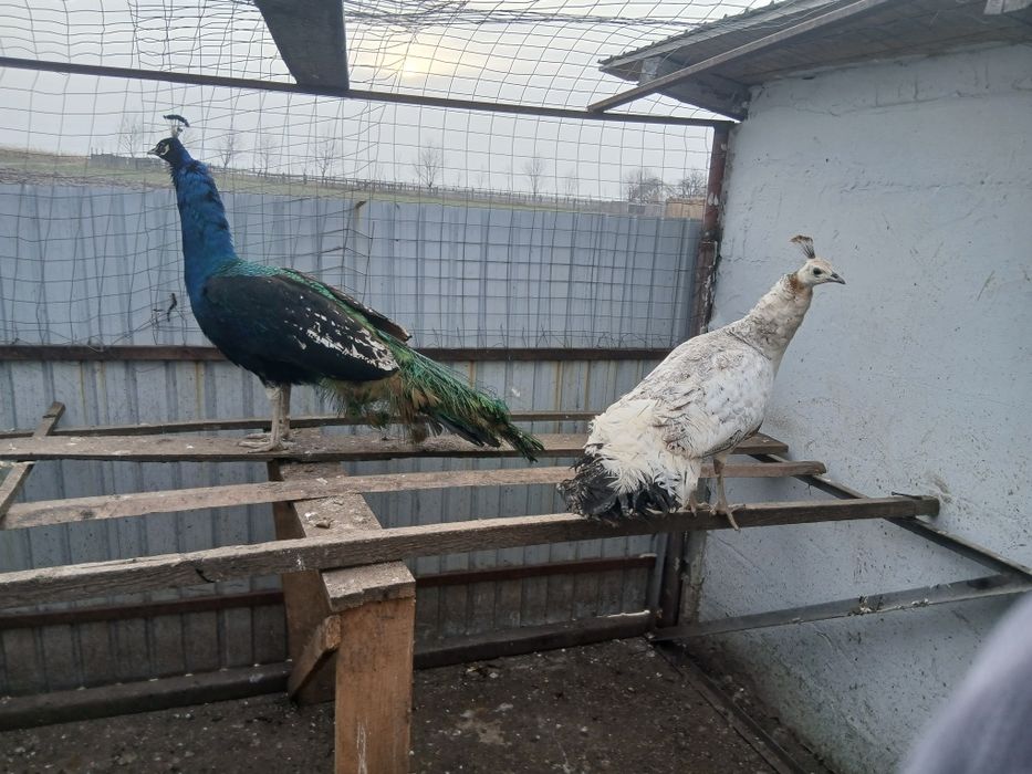 Desființez crescatorie de păsări