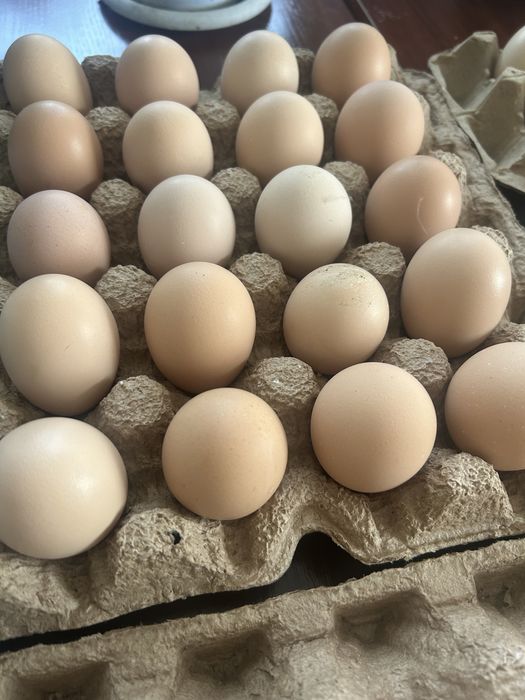 Продам инкубационные яйца