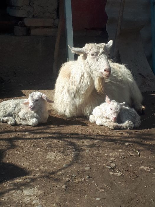 Sog‘lom echki ikkisiyam