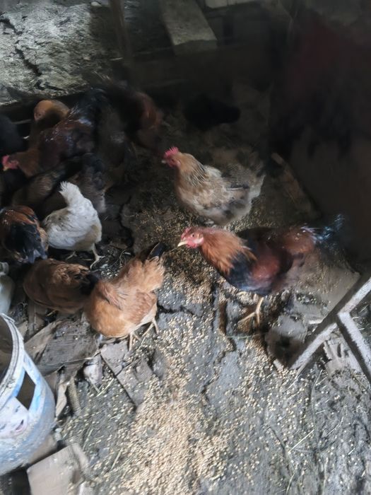 Продам куреи кученских