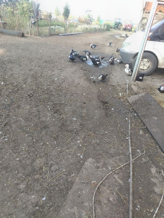 Vând rate leșești tinere
