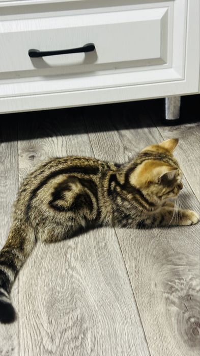 Продам шотландского котенка