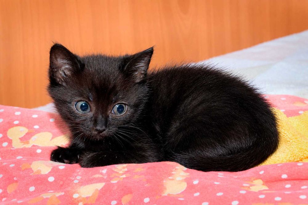 КОТЁНОК ищет любящий дом!