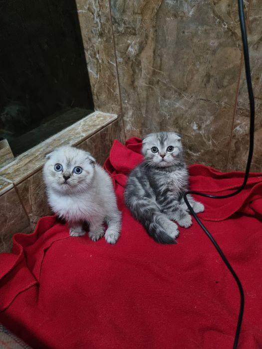 Шотландские котята