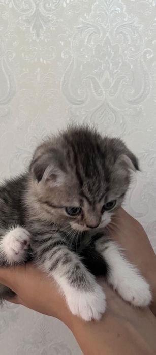 Вислоухие котята.