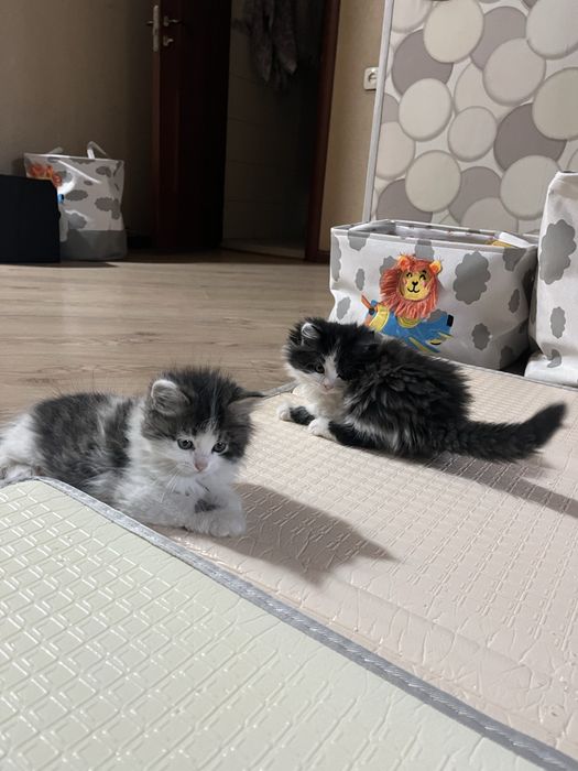 Норвежские лесные котята