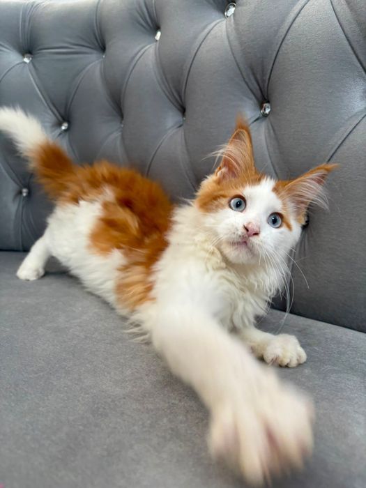 Pisicuta maine coon