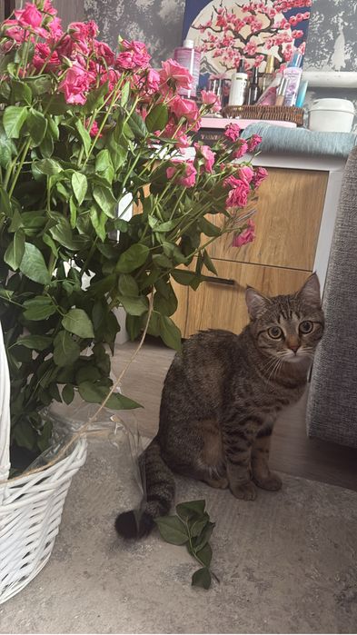 Ищу кота для вязки