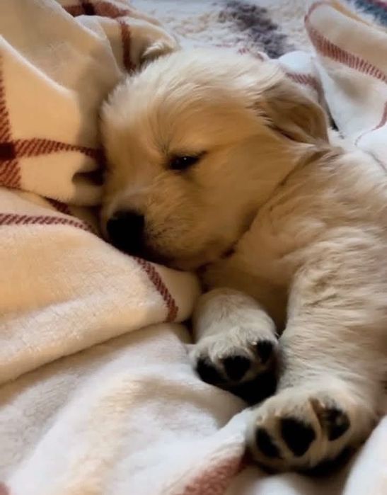 Голдън ретривър момче