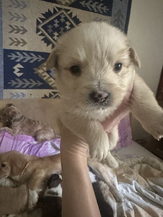 Puiuti metis spre adoptie