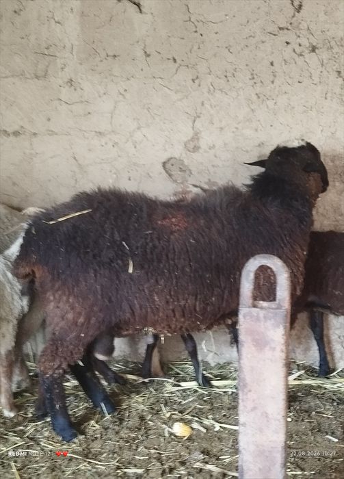 Продам барана малличика