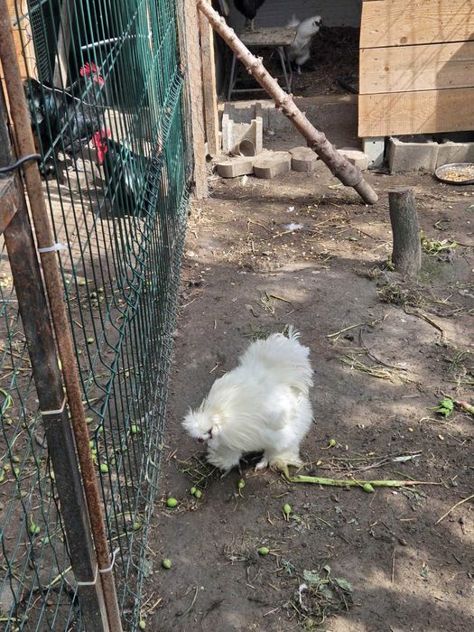 Cocosi de vanzare : Rasa Austrolop, Matase Japoneza , Araucana