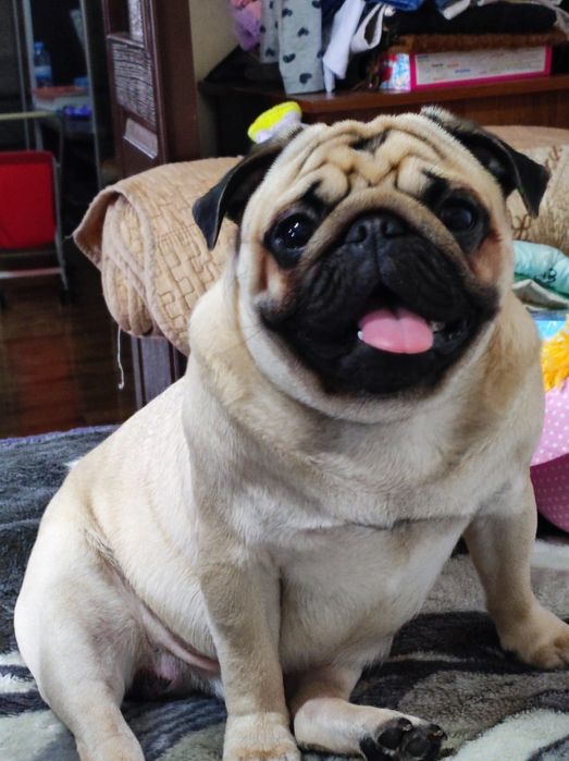 Мопс ищет вторую половинку.Готов к вязке.