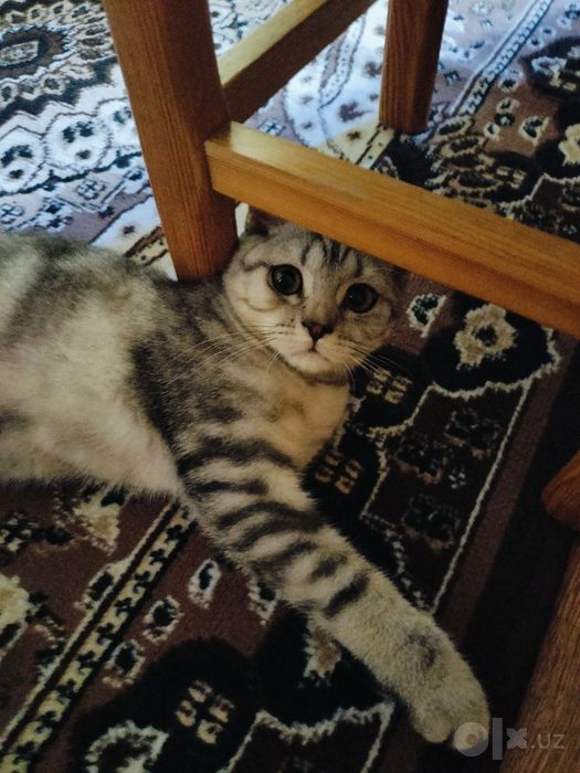 Мушук сотилади домашний