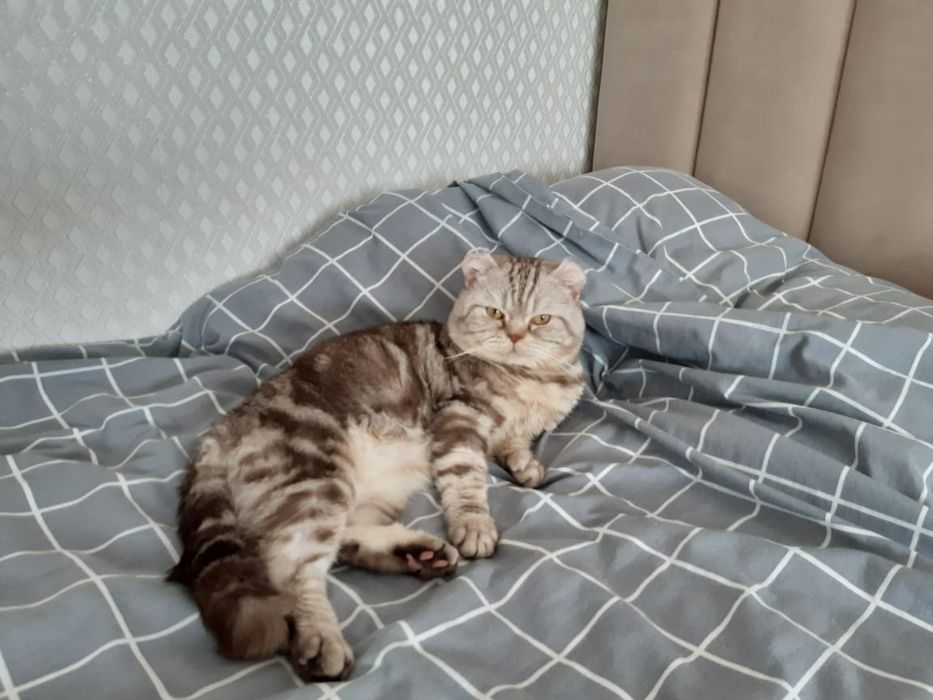 Шотландские котята!