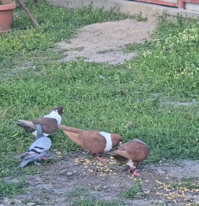 Porumbei straseri