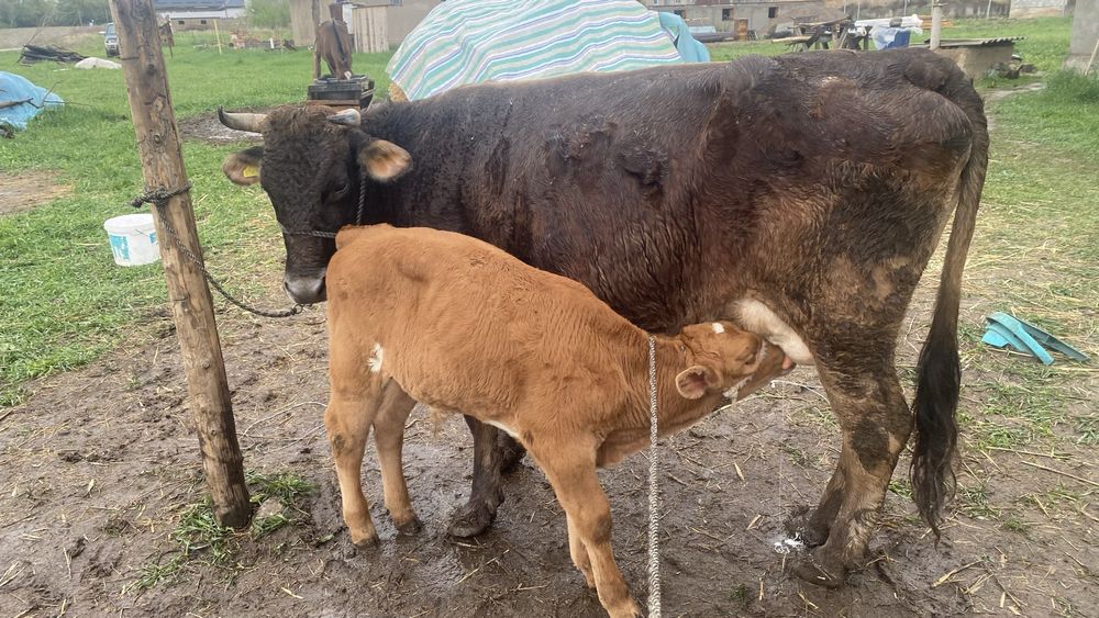 Бұзаулы сйыр 7 жас