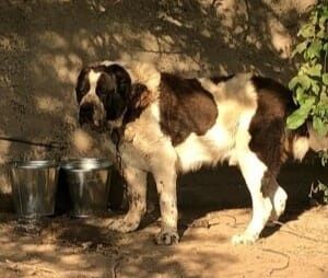 Шикарные девочки от супер тяжи .