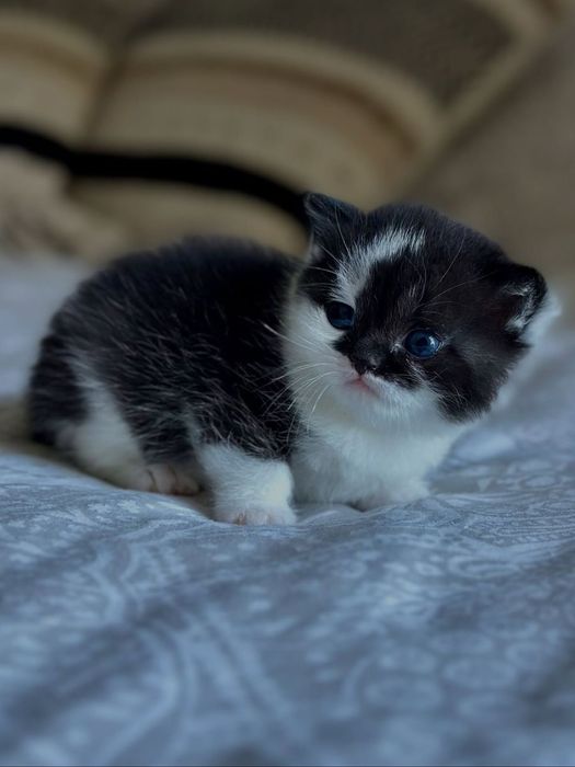 Продаются котята — 300 000сум!