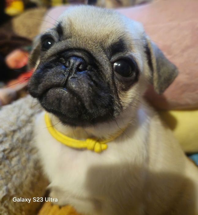 Мопсо детки мопсики