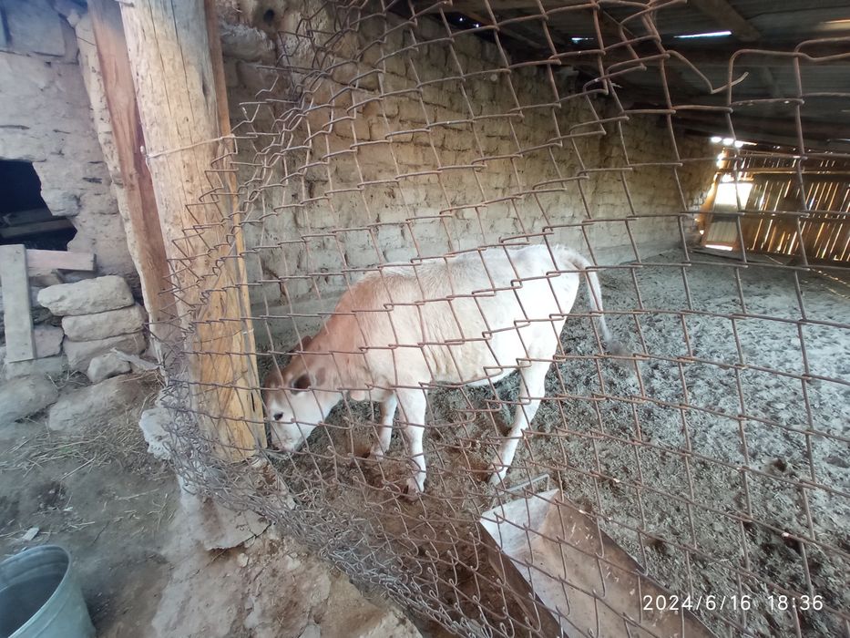 Продам телку на откорме