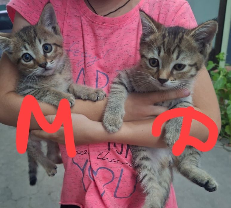 Котята в добрые руки