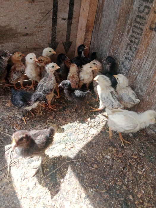 37 шт цеплят продам