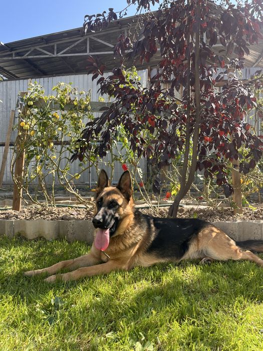 Овчарка немецкая (сучка 3 года)