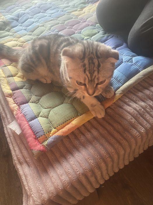 продам шотландскую кошку