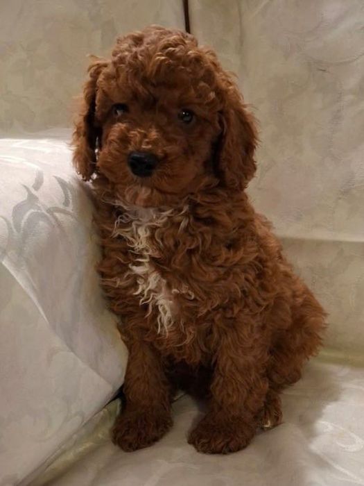 Продавам пудел порода той