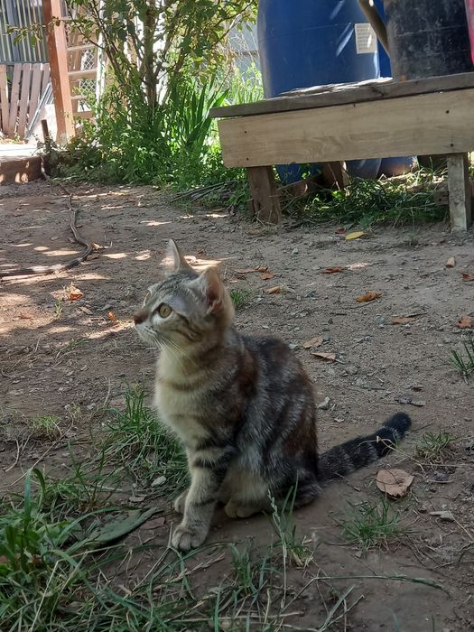 Котёнок бесплатно!