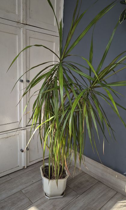 Драцена маргината 80 см