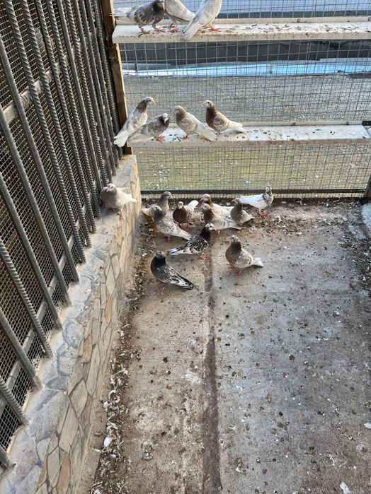 Пазарджишки високолетци