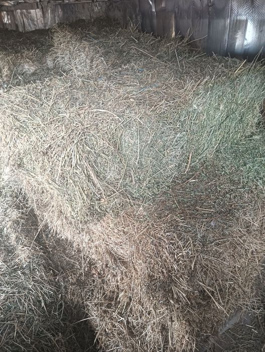 Vând baloți lucerna 25 buc