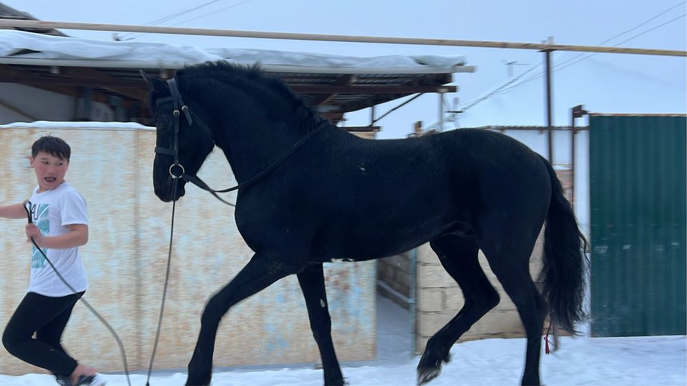 Продается Фризкий жеребец