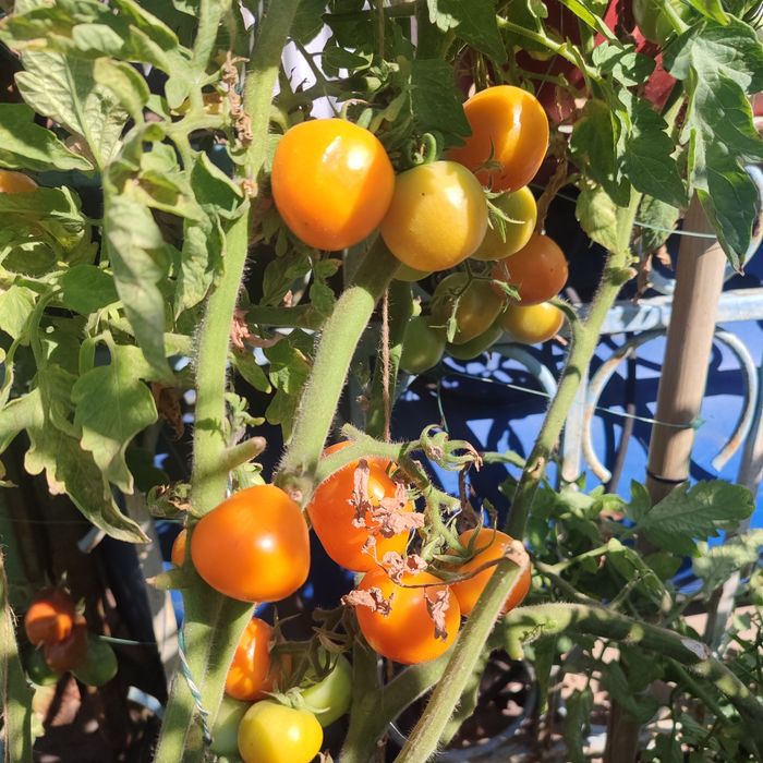 Продам домашние помидоры