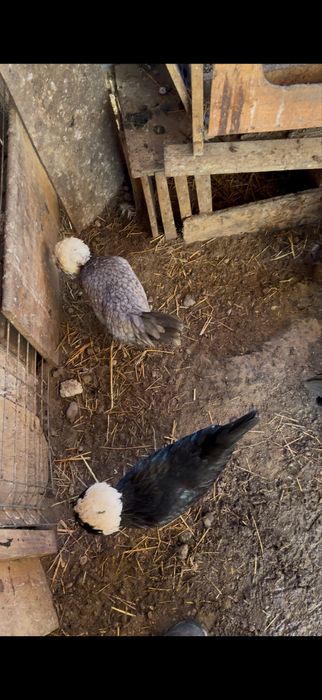 Vand oua motata olandeza