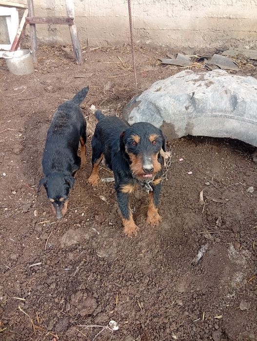 Яктирер овчи итлар