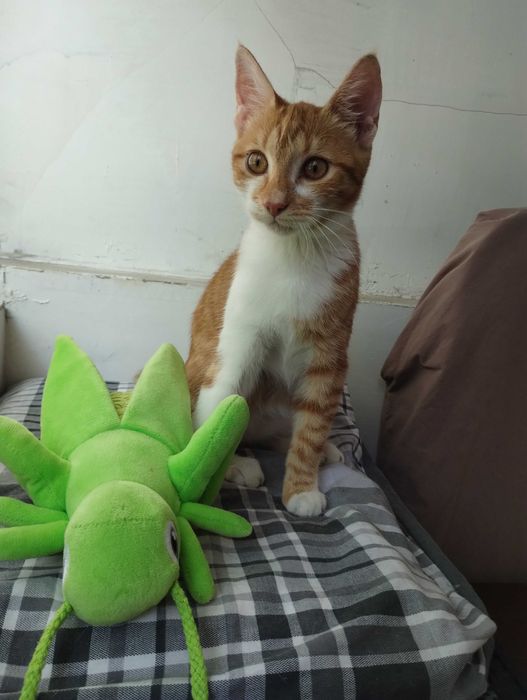 Подарявам женско коте