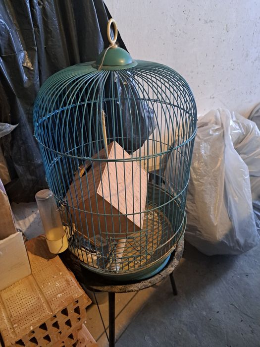 Colivie pentru papagali