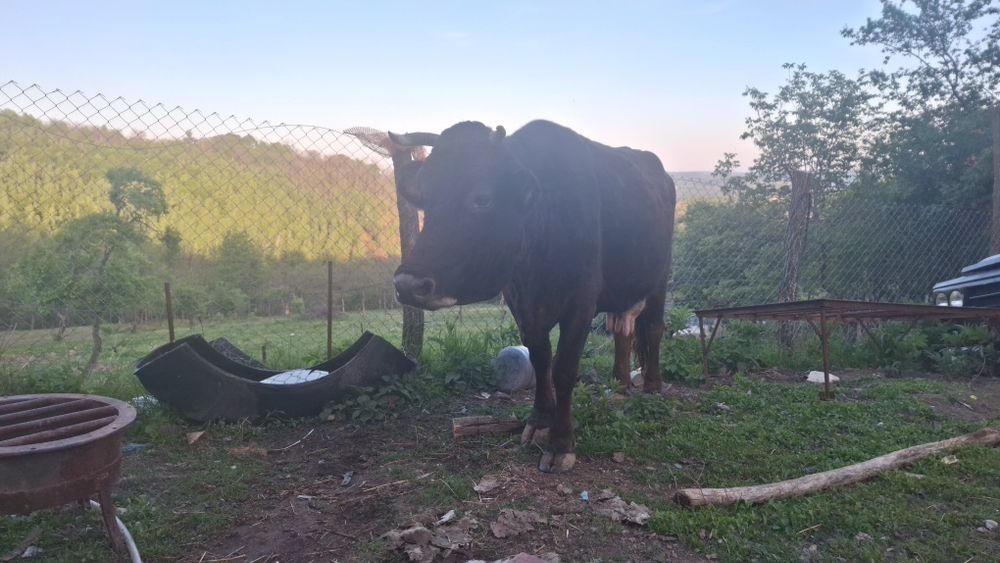 Vand vaca cu vitel